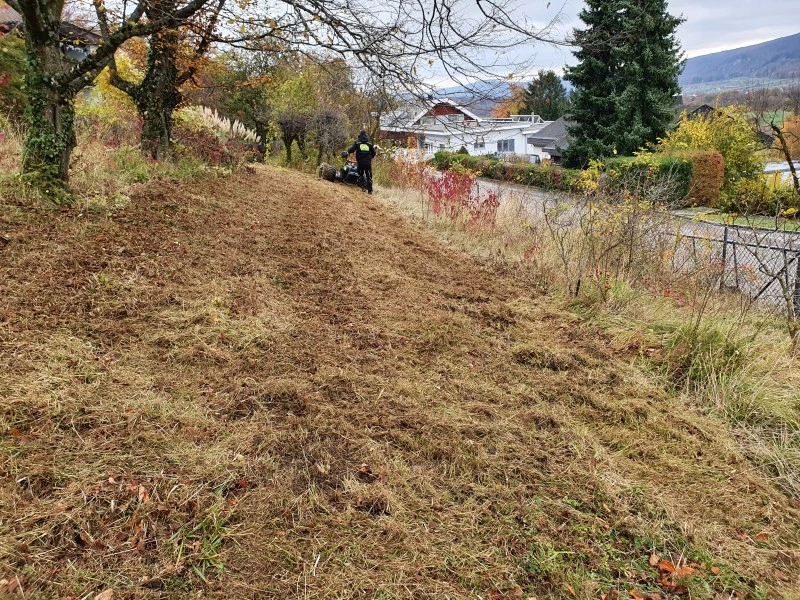 wiesenschnitt pflanzen