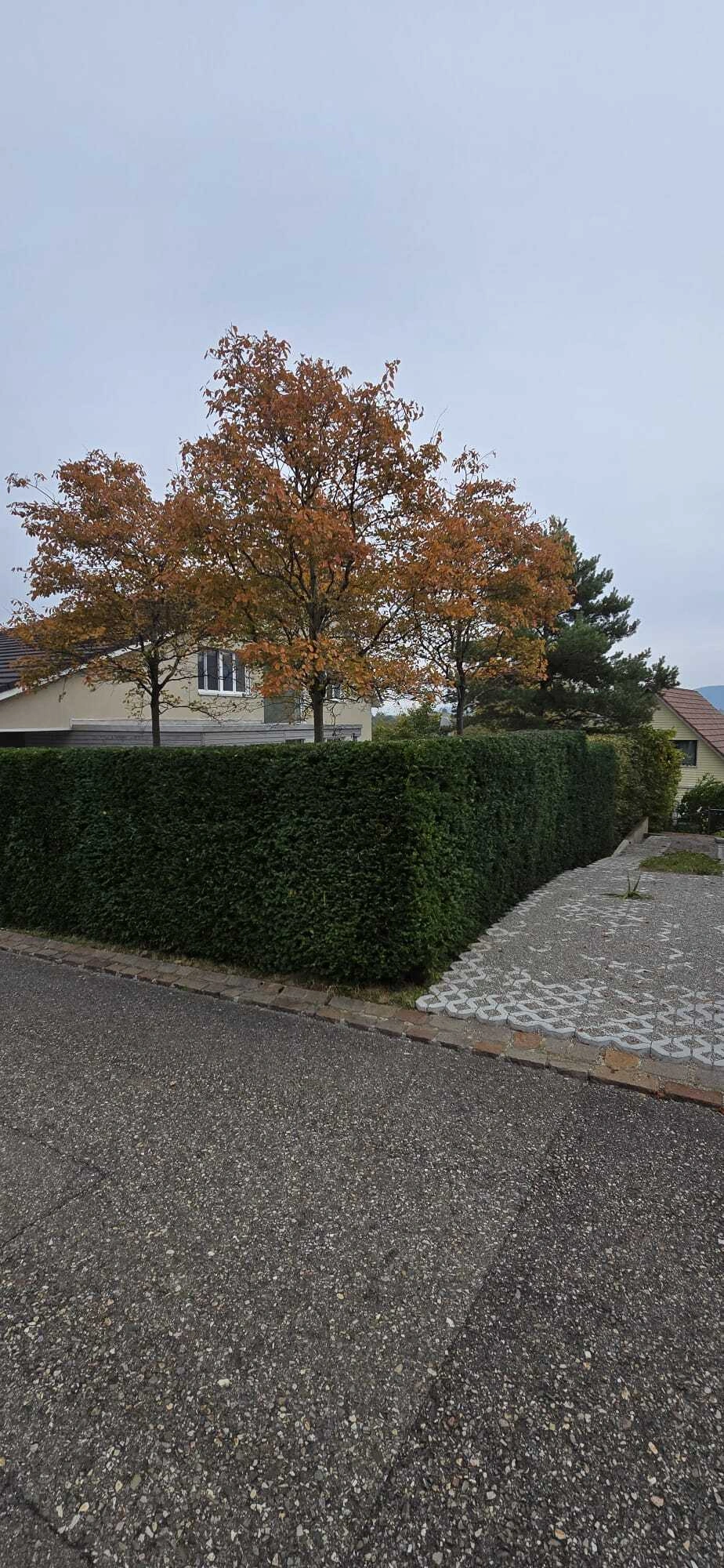 M&K-Gartenbau-Gartengestaltung (6).jpg